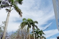 Palm tree view
